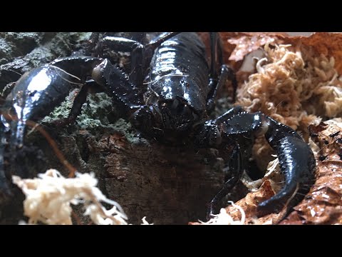 Škorpión ázijský lesný (Heterometrus spinifer) — starostlivosť a prerobenie terária (rehouse)
