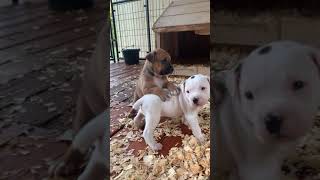 Bandog Puppies Videos