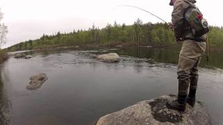 preview picture of video 'Atlantic Salmon - Kola River, Russia'