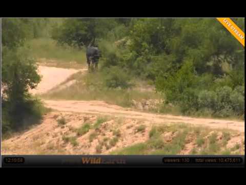 Jan 27 Djuma Cam: Herd of ellies come to vist the waterhole