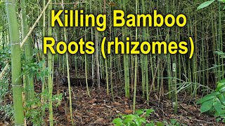 How to kill new bamboo growth and roots!