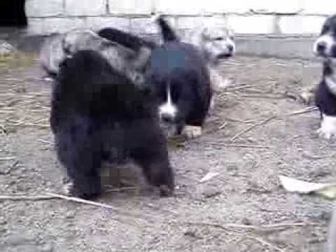 , title : 'Sredneasiatskaja ovcharka CAO puppies..For sale!! 22-11-2013'