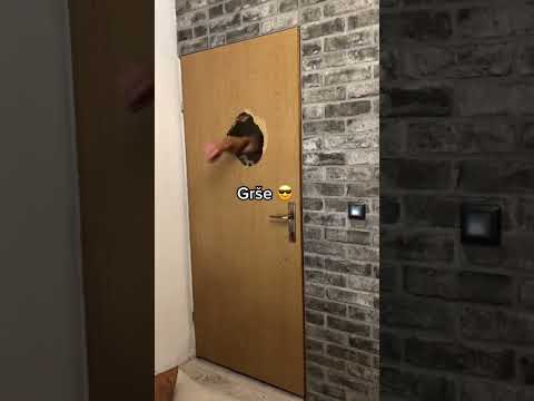 😂😂 #saurusgang