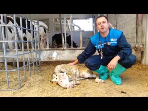 Medicina per vermi per bambini Vermi in Calais in un sogno a che libro di sogno di sogno