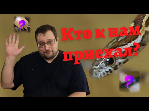 Маисовый полоз и не только, уход, содержание, морфы Новая поставка!