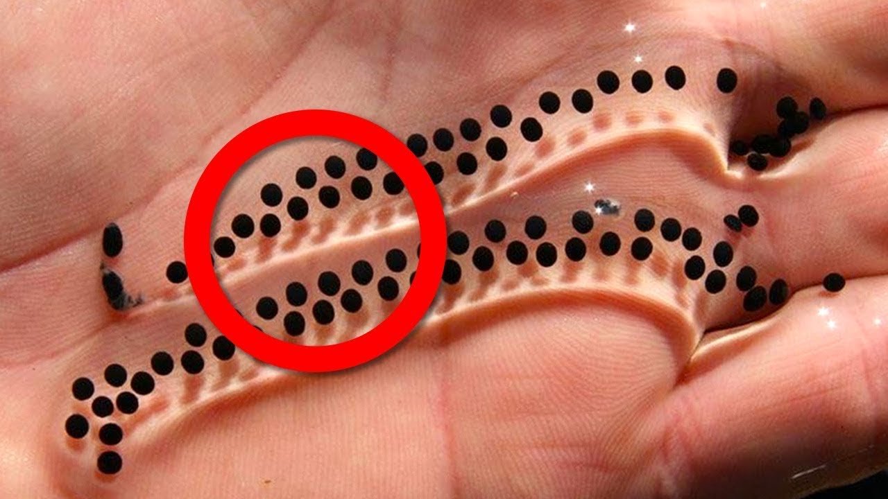 Most Unique Eggs In The World