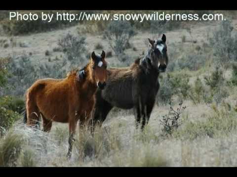 "Save The Snowy brumbies"   Jay Podger