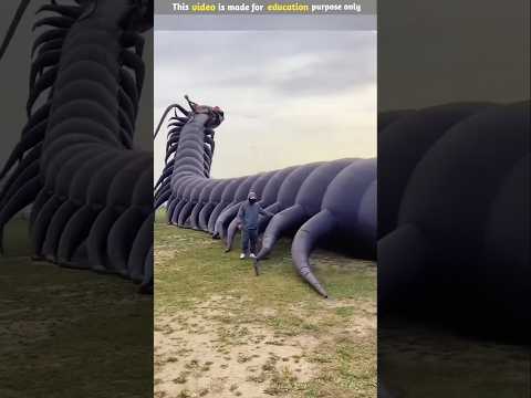 World's Biggest Kite 🪁😳 #shortfeed #factvideo #facts #ytshorts #shortvideo #shortsvideo