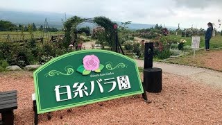 白糸バラ園　富士宮市白糸の滝の近く　小さなバラ園