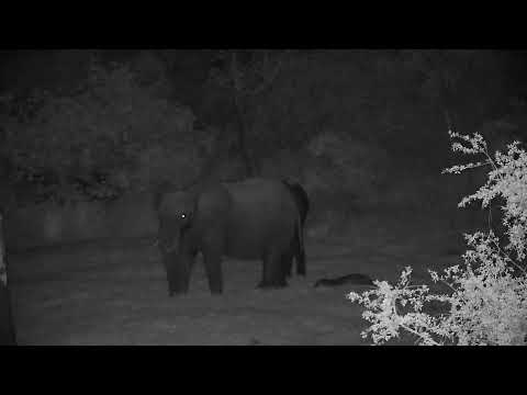 Djuma: Elephants at shallow end with newborn calf sleeping too - 19:41 - 10/11/2022