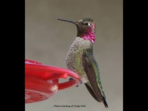 Live HD Hummingbird Cam (LIVE NOW)