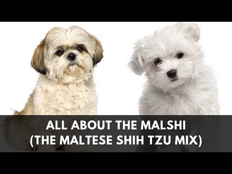 All About The Maltese Shih Tzu Mix (The Malshi)
