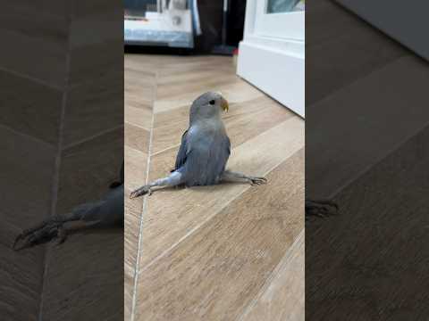 Lovebirds are the cutest birds