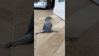 Download lagu Lovebirds are the cutest birds mp3