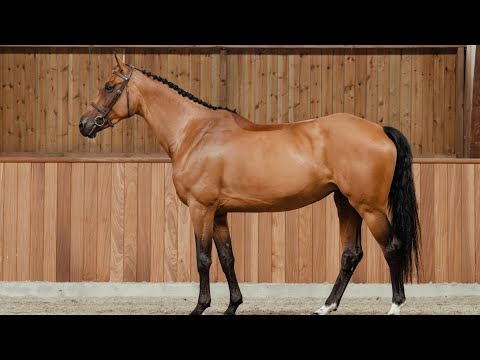 Bella Daze-W - Standing