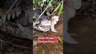 Download lagu Seekor Monyet Diterkam Buaya !!! Selamat Pake Palu dan Kayu !!! mp3