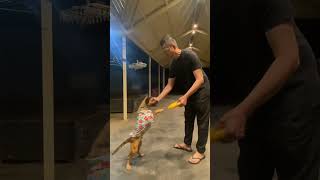 🐶🌺🥰the little Rusty becomes new toy 🧸!he is still scary and we help him for new skills to  teach him