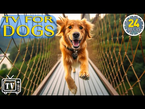 24 Hours of Best Fun & Relaxing TV for Dogs! Dog TV - Prevent Boredom & Anxiety with Music for Dogs!