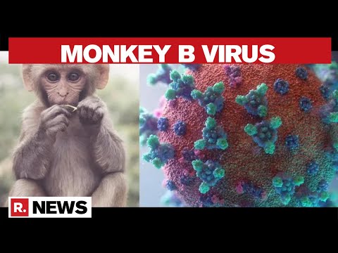 Monkey B Virus: Causes, Symptoms, And Mode Of Transmission; Everything You Need To Know