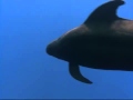 Dolphins The Wild Side