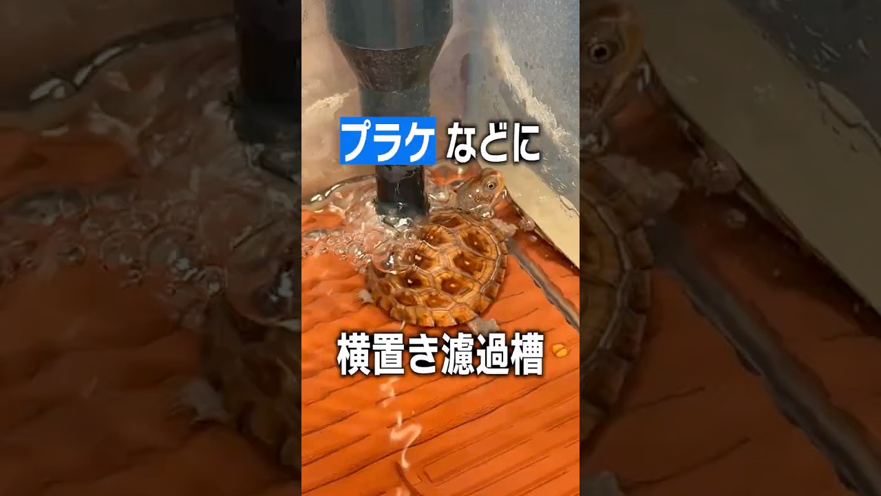【亀フィルター】プラケなどにピッタリな横置き濾過槽！低水位でも濾過が効く！【カメ】