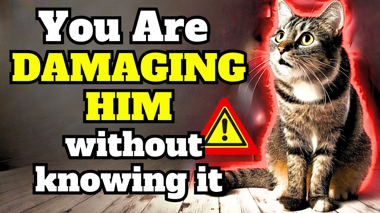 16 Common Habits That Are Killing Your Cat (And How You Can Avoid Them)