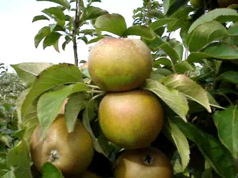download lagu mp3 mp4 Russet Apples Cooking, download lagu Russet Apples Cooking gratis, unduh video klip Russet Apples Cooking