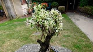 Variegated Serissa Foetida Bonsai Care Guide
