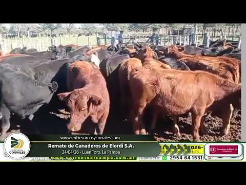 24-04-26 - Remate de Ganaderos de Elordi S.A. - Luan Toro, La Pampa