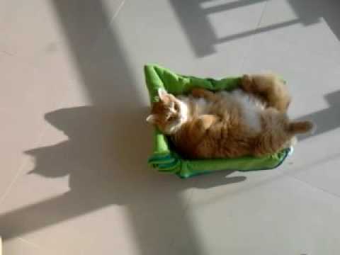 Cat taking sunbath with funny position - 面白い立場で日光浴をしている猫