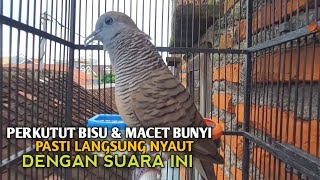 Download lagu Perkutut Betina memanggil jantan Suara bersahutan perkutut lokal gacor , Ampuh untuk PANCINGAN mp3 Download lagu Perkutut Betina memanggil jantan Suara bersahutan perkutut lokal gacor , Ampuh untuk PANCINGAN mp3