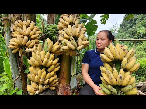 Harvesting Banana Fruit Garden Goes to the market sell - Gardening | Lý Thị Ca