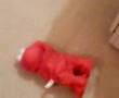 Elmo