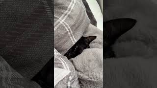 【黒猫】寝方がほぼ人間
