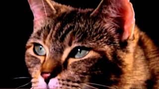 En el Vientre Materno - Gatos HD