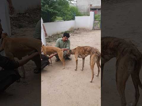 greyhound dog #shorts #dog #trending #viral
