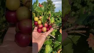 Ruby Crisp Muscadine Review by Greg Ison