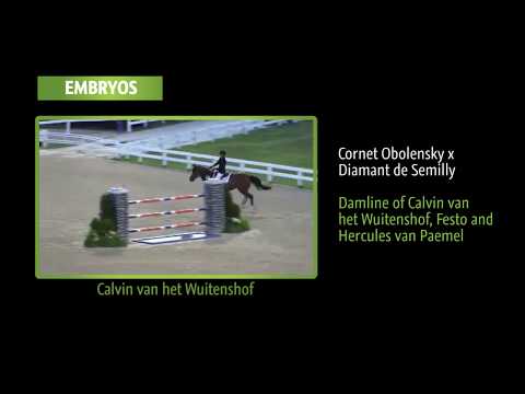 Embryo Cornet Obolensky x Daytona vh Wuitenshof (Diamant de Semilly)