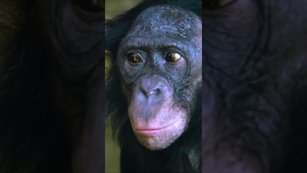 Давай поженимся. Смешное видео