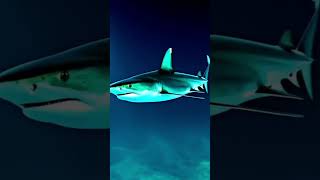 Download lagu Six-gill shark mp3