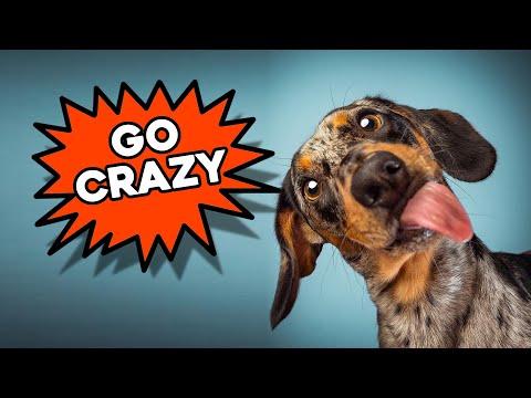 Sounds dogs react to - Play this video to your dog for cute reaction