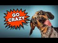 Sounds Dogs React To Play This Video To Your Dog For Cute Reaction
