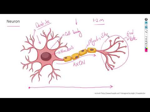 Biowissenschaften Gr12 – Das menschliche Nervensystem Teil 1