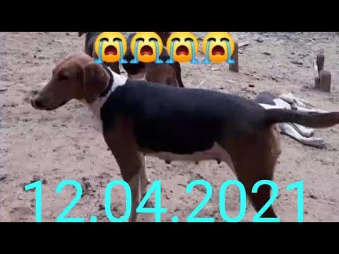 Homenagem a rainha do canil cachorra mestre brasa