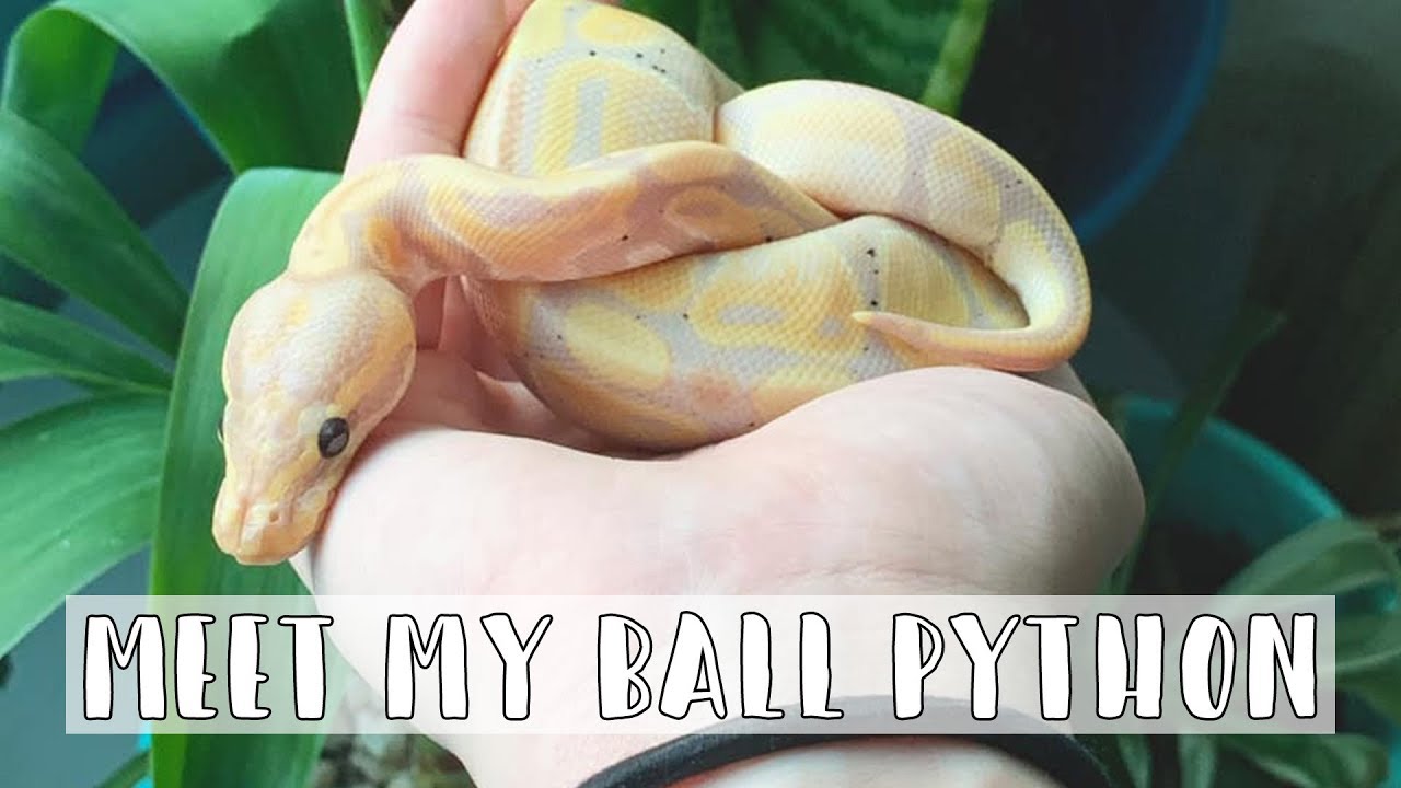 Meet My Banana Ball Python!!! // Ball Python Enclosure