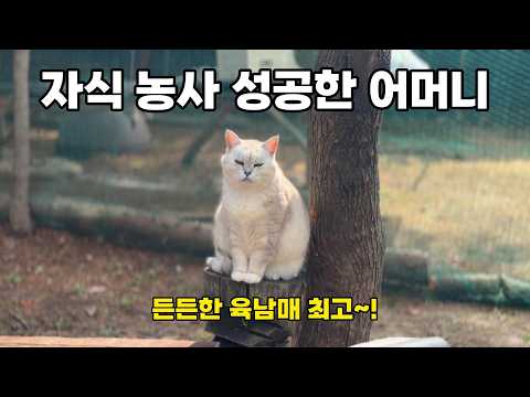 육남매가 합심해서 대장고양이를 쫓아냈어요.