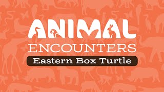 Animal Encounters: Eastern Box Turtles