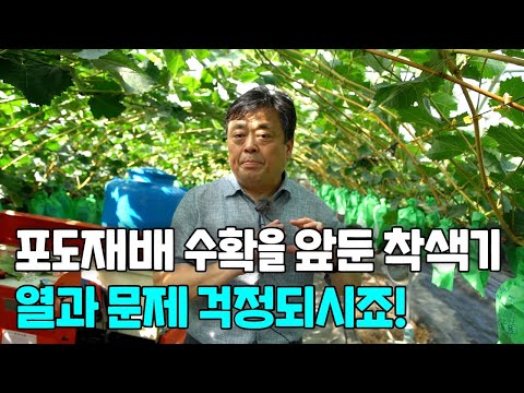 , title : '포도재배 수확을 앞둔 착색기 관리 열과 문제 해결은 어떻게?'