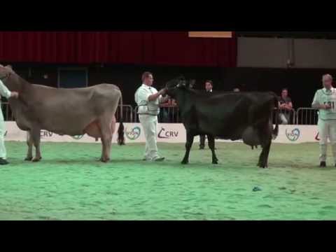 Brown Swiss NRM 2014