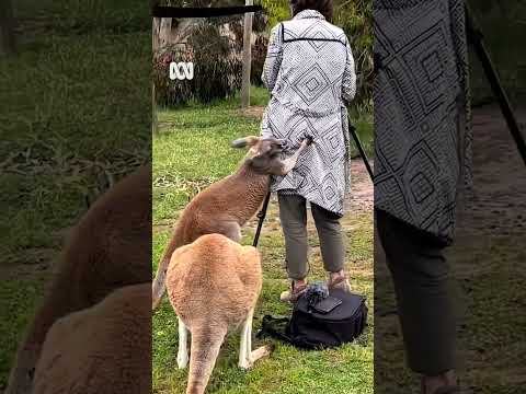 🦘’Bruce Willis' the kangaroo hassles Aussie journalist during interview Shorts ABC Australia